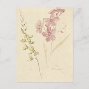 Oleander en Brem by Elias van Nijmegen Postcard