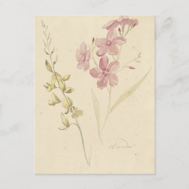 Oleander en Brem by Elias van Nijmegen Postcard (Front)