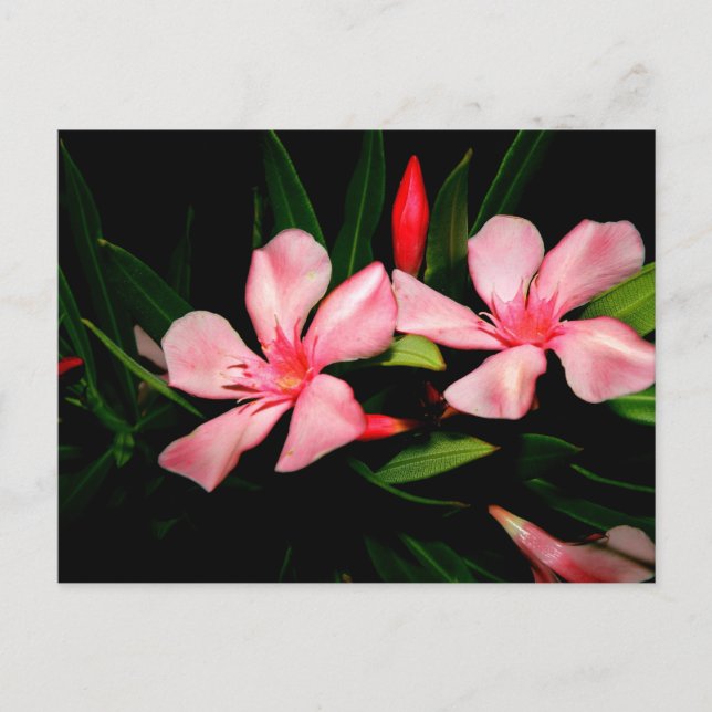 Oleander Postcard (Front)