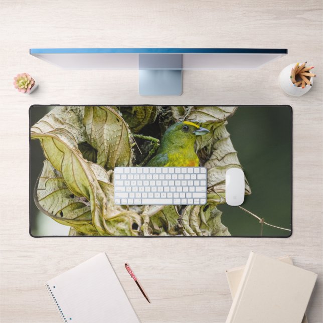 Olive Backed Euphonia, Wildlife Avian Photography (Bureau 1)