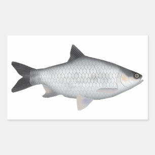 Olive Barb Sticker
