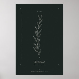 Olive Branch Botanical Line Art Poster, Dark Acade Poster