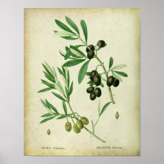 Olive Branch no. 10 Farmhouse Dining Decor