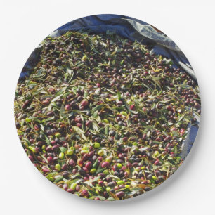 Olive collection paper plate