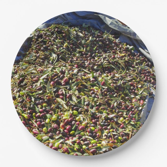Olive collection paper plate (Front)