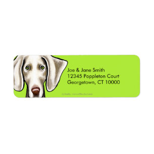 Olive de chien de Weimaraner