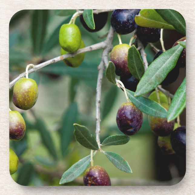 Olive Fruit Growing on the Tree Coaster (Front)