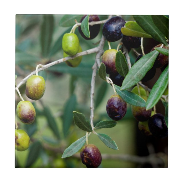 Olive Fruit Growing on the Tree Tile (Front)