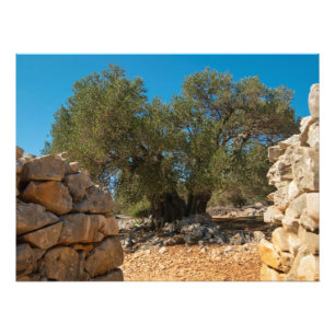 Olive Gardens of Lun Photo Print