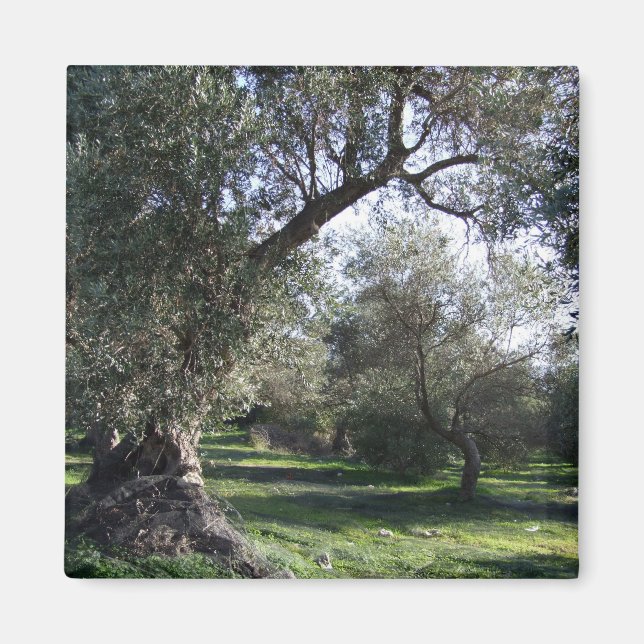 Olive Grove Greek Magnet (Front)