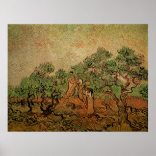Olive Picking by Vincent van Gogh Poster