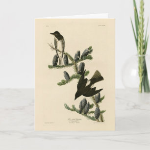 Olive-sided Flycatcher, Audubon's Birds of America Card