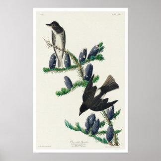 Olive sided Flycatcher by Audubon Poster