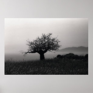 Olive Tree by the Sea Poster