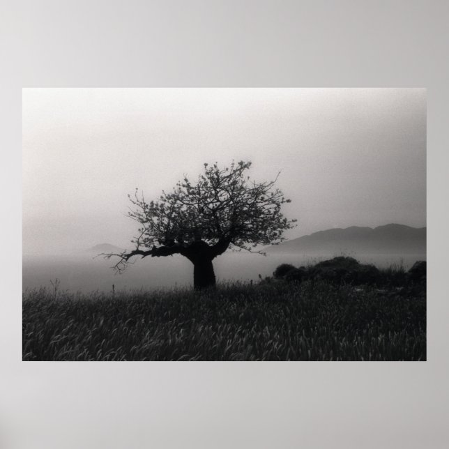 Olive Tree by the Sea Poster (Front)
