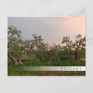 Olive tree grove at sunset bar postcard