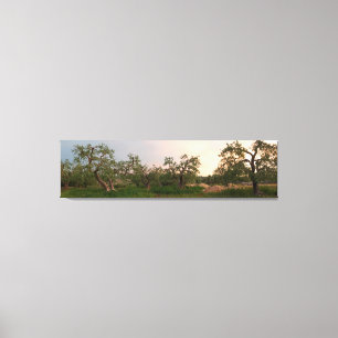 Olive tree grove at sunset canvas print