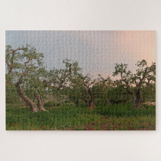 Olive tree grove at sunset jigsaw puzzle (Horizontal)