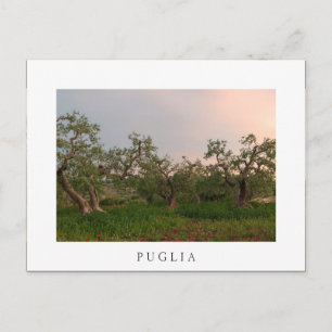 Olive tree grove at sunset white postcard