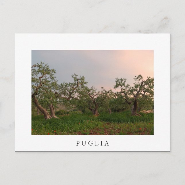 Olive tree grove au coucher du soleil carte postal (Devant)