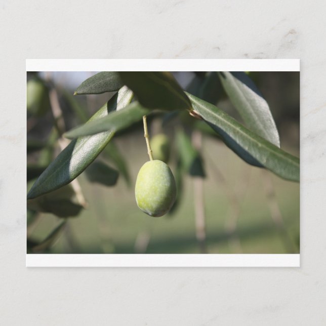Olive tree in Italy Postcard (Front)