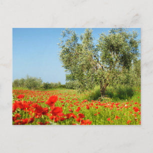 Olive tree in poppy field carte postale
