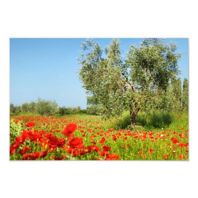 Olive tree in poppy field photo print (Front)