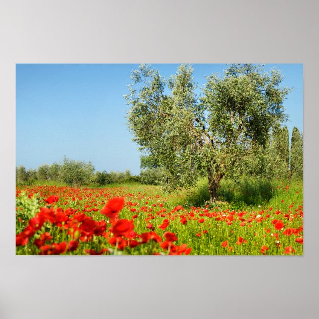 Olive tree in poppy field poster (Devant)