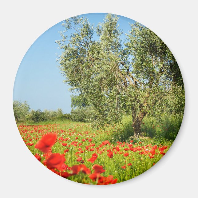 Olive tree in poppy field round magnet (Front)