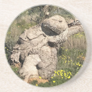 Olive Tree in Yoga Position  Coaster