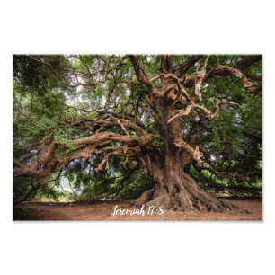 Olive Tree Jeremiah 17:8 Poster
