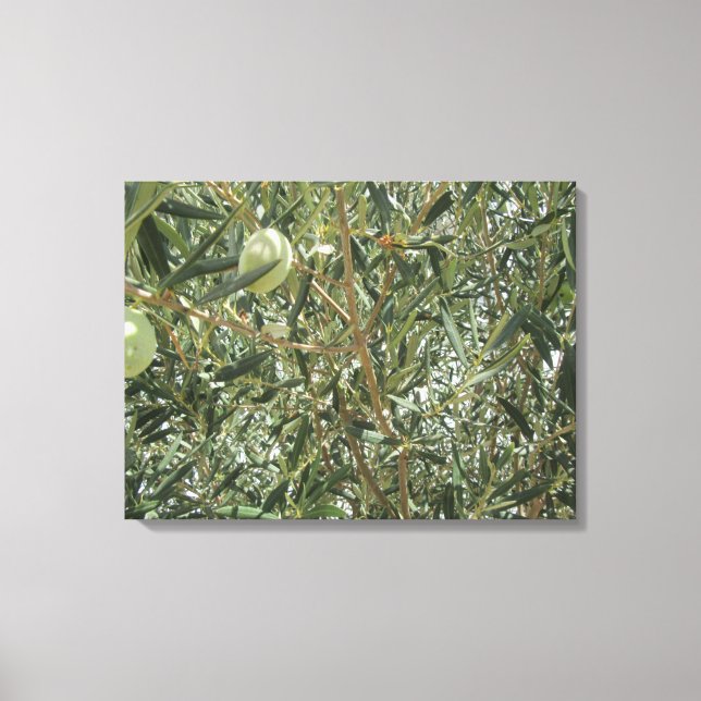 Olive Tree Leaves Canvas Print (Front)
