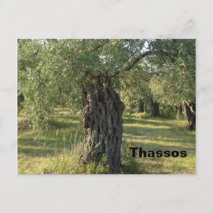Olive Tree on the Greek island of Thassos Postcard