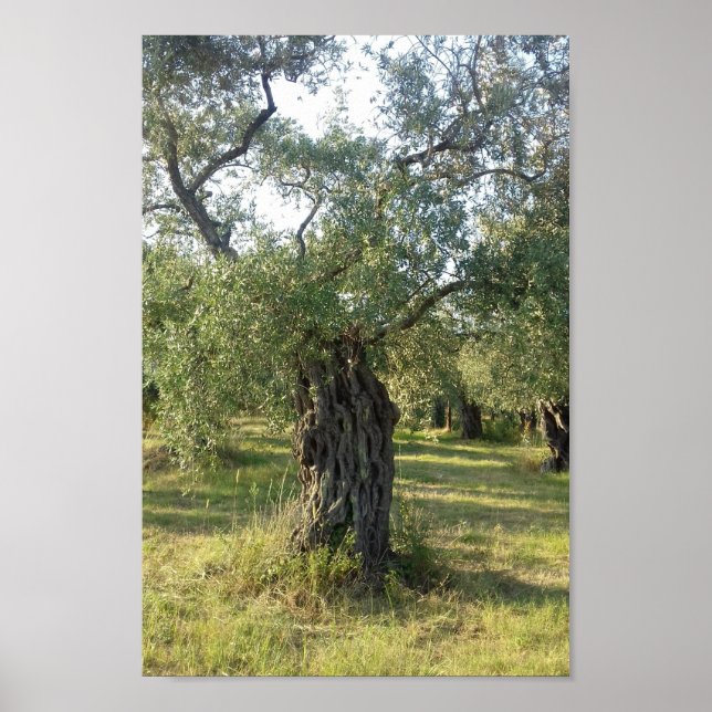 Olive Tree on the Greek island of Thassos Poster (Front)