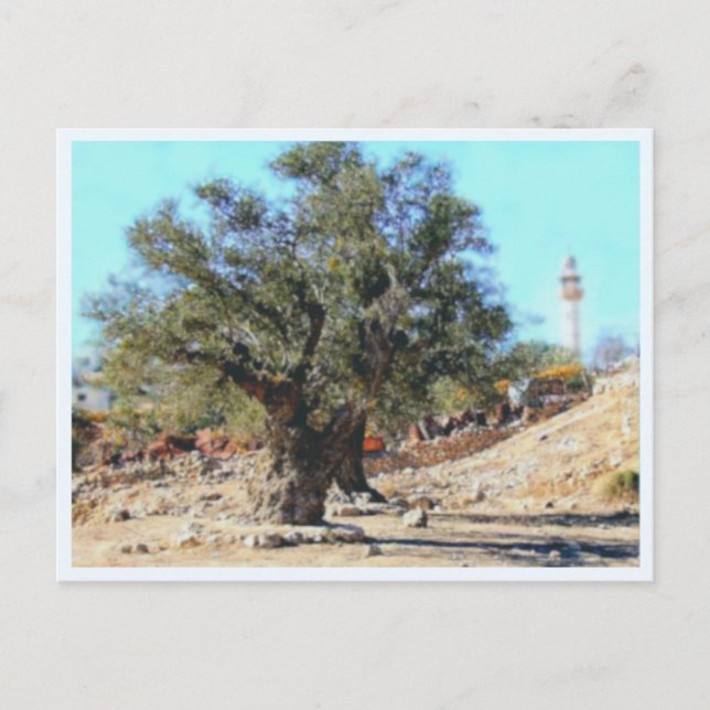 Olive Tree Postcard (Front)
