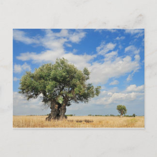 Olive tree postcard
