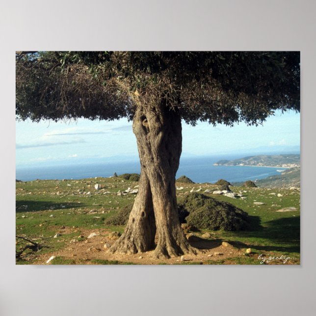 olive tree poster (Front)
