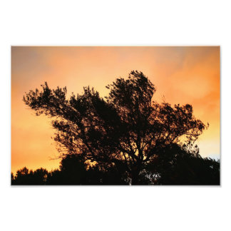 Olive Tree Silhouette At Sunset Photo Print