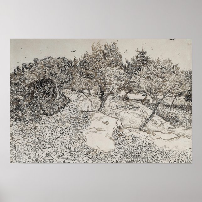 Olive Trees Sketch Poster (Front)