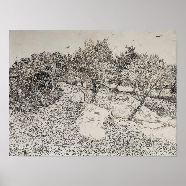 Olive Trees Sketch Poster (Front)