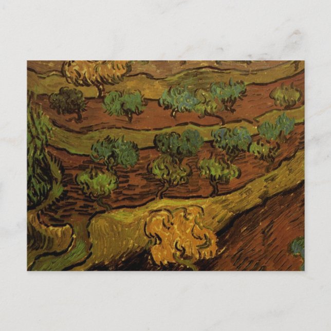 Olive Trees Slope of Hill Van Gogh Fine Art Postcard (Front)
