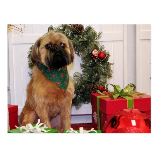 Oliver - Brussels Griffon - Andrews Postcard