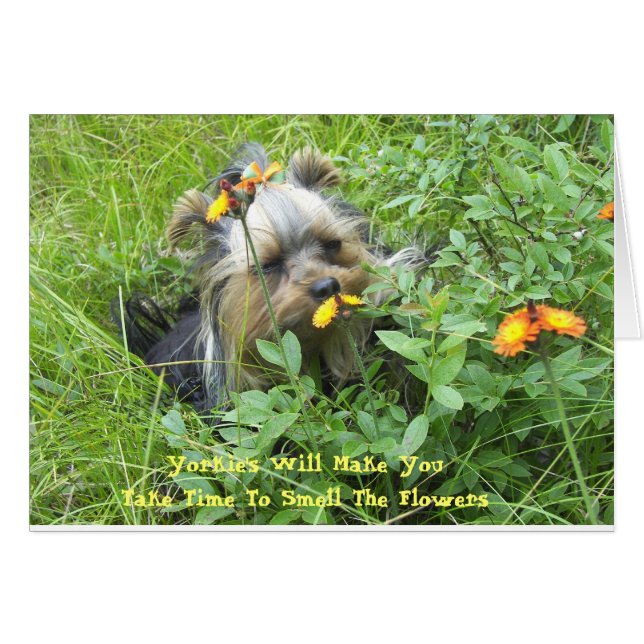 Oliver in the flowers 7-3-2007, Yorkie's Will M...