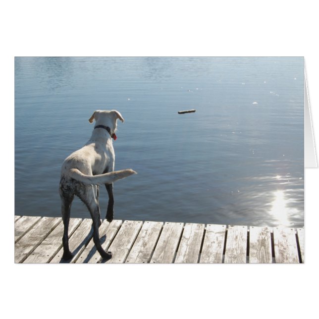 Oliver le Golden Lab (Devant horizontal)