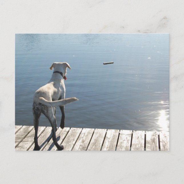 Oliver the Golden Lab Postcard (Front)