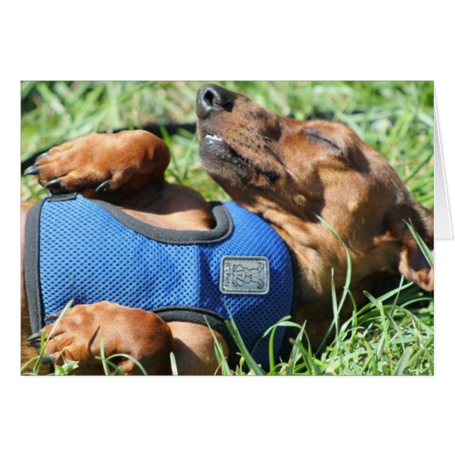 Olli la carte Daschund (Devant horizontal)