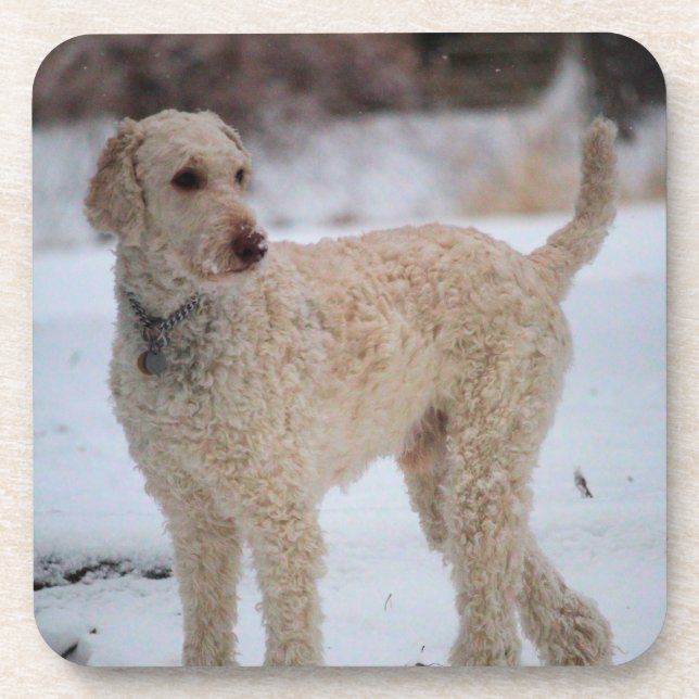 Ollie Coaster (Front)