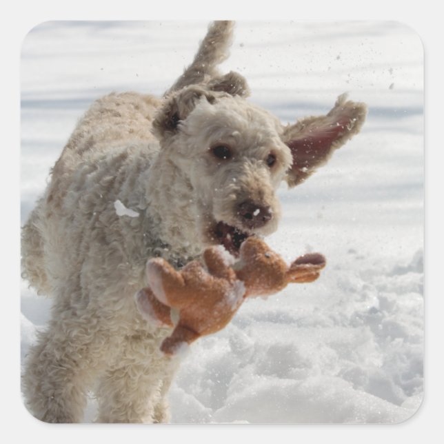 Ollie Square Sticker (Front)