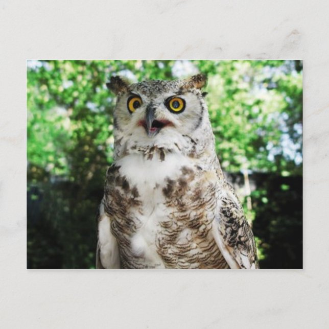 "OLLY "LA CARTE POSTALE DE HIBOU (Devant)