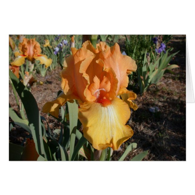 Olympic Challenge -Iris (Front Horizontal)
